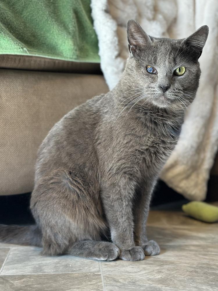 Bowie, Adoptable, Adult Male Domestic Short Hair.