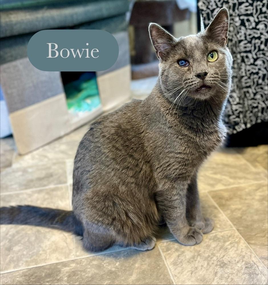 Enlarge Bowie, a Adoptable Domestic Short Hair in Chalfont, PA image 4/6