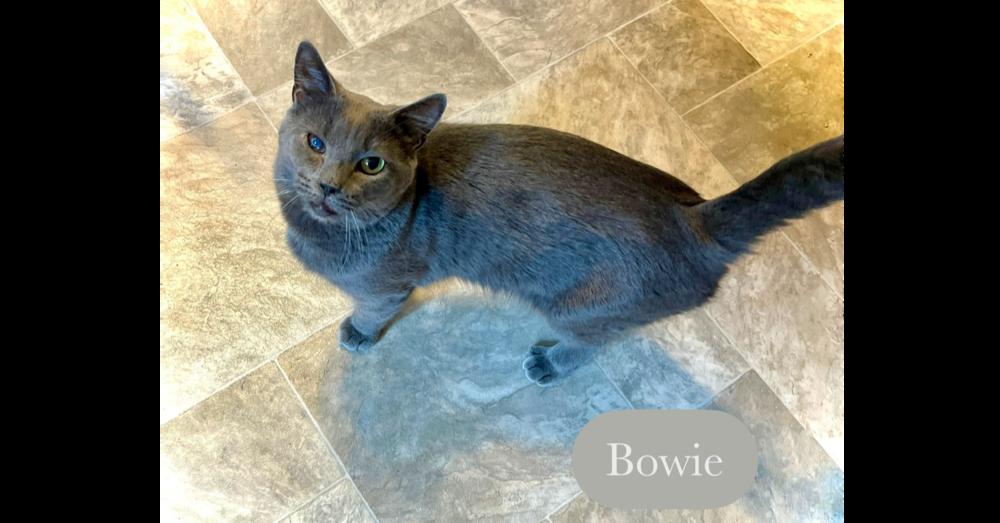 Enlarge Bowie, a Adoptable Domestic Short Hair in Chalfont, PA image 1/6