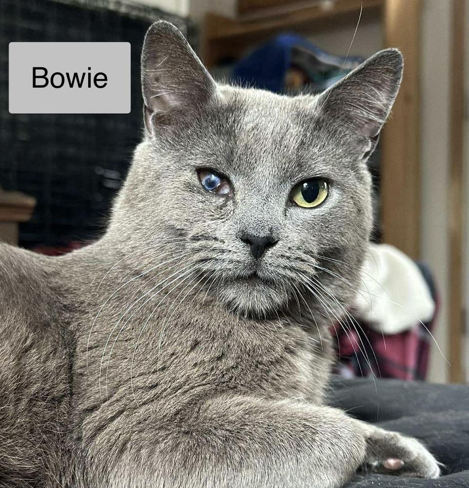 Enlarge Bowie, a Adoptable Domestic Short Hair in Chalfont, PA image 3/5