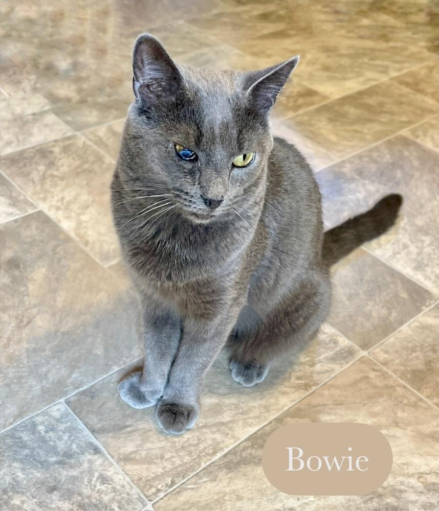 Enlarge Bowie, a Adoptable Domestic Short Hair in Chalfont, PA image 3/6