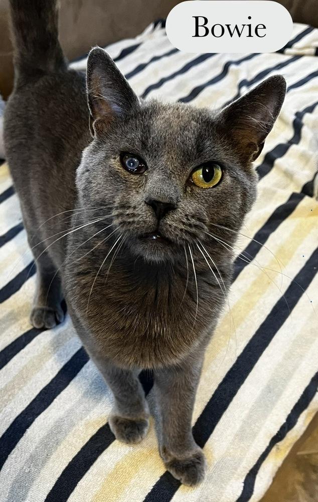 Bowie, a Adoptable Domestic Short Hair in Chalfont, PA image 2/6