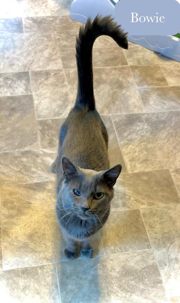 Bowie, Adoptable, Adult Male Domestic Short Hair.