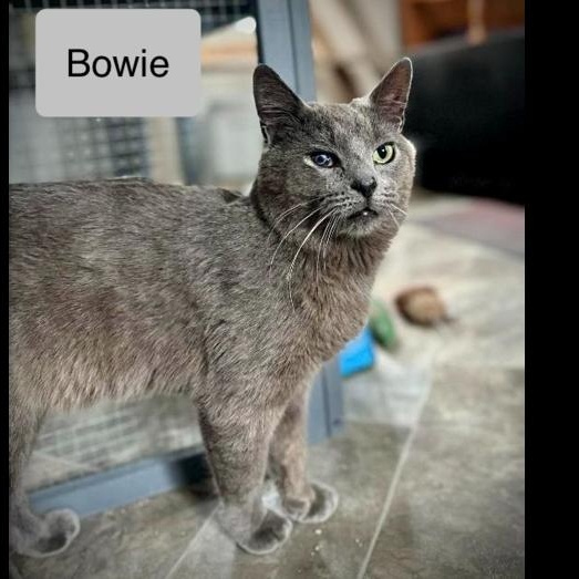 Enlarge Bowie, a Adoptable Domestic Short Hair in Chalfont, PA image 5/5