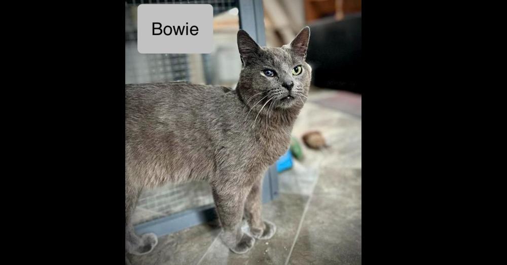 Enlarge Bowie, a Adoptable Domestic Short Hair in Chalfont, PA image 4/5
