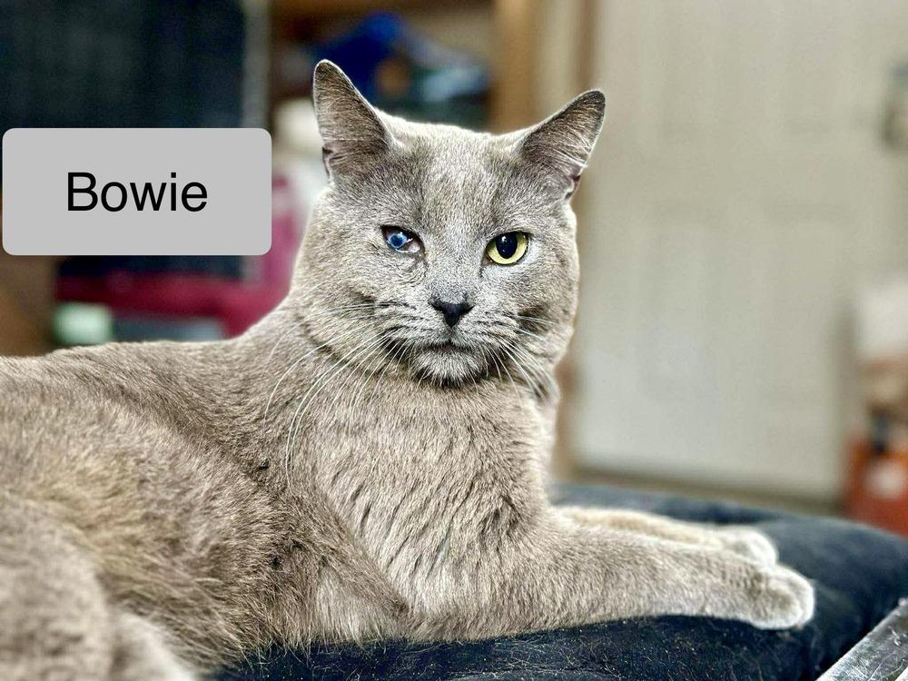 Enlarge Bowie, a Adoptable Domestic Short Hair in Chalfont, PA image 5/5