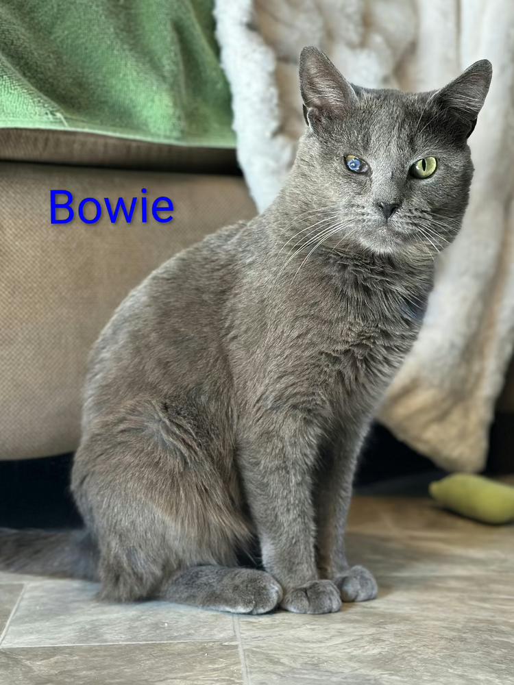 Enlarge Bowie, a Adoptable Domestic Short Hair in Chalfont, PA image 6/6
