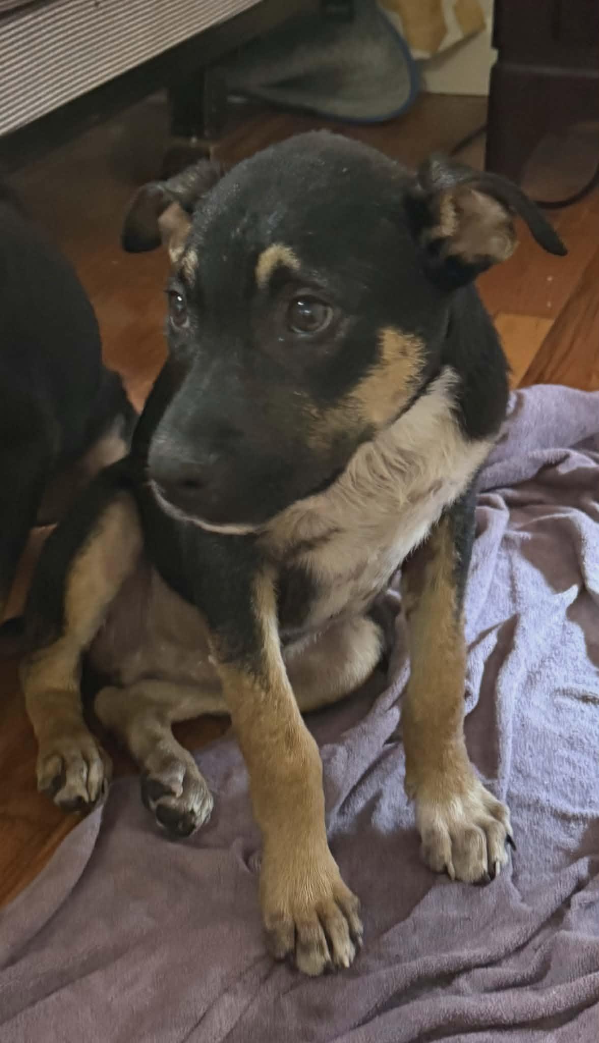 Enlarge Ajay, a ADOPTABLE Mixed Breed in Northwood, NH image 2/3