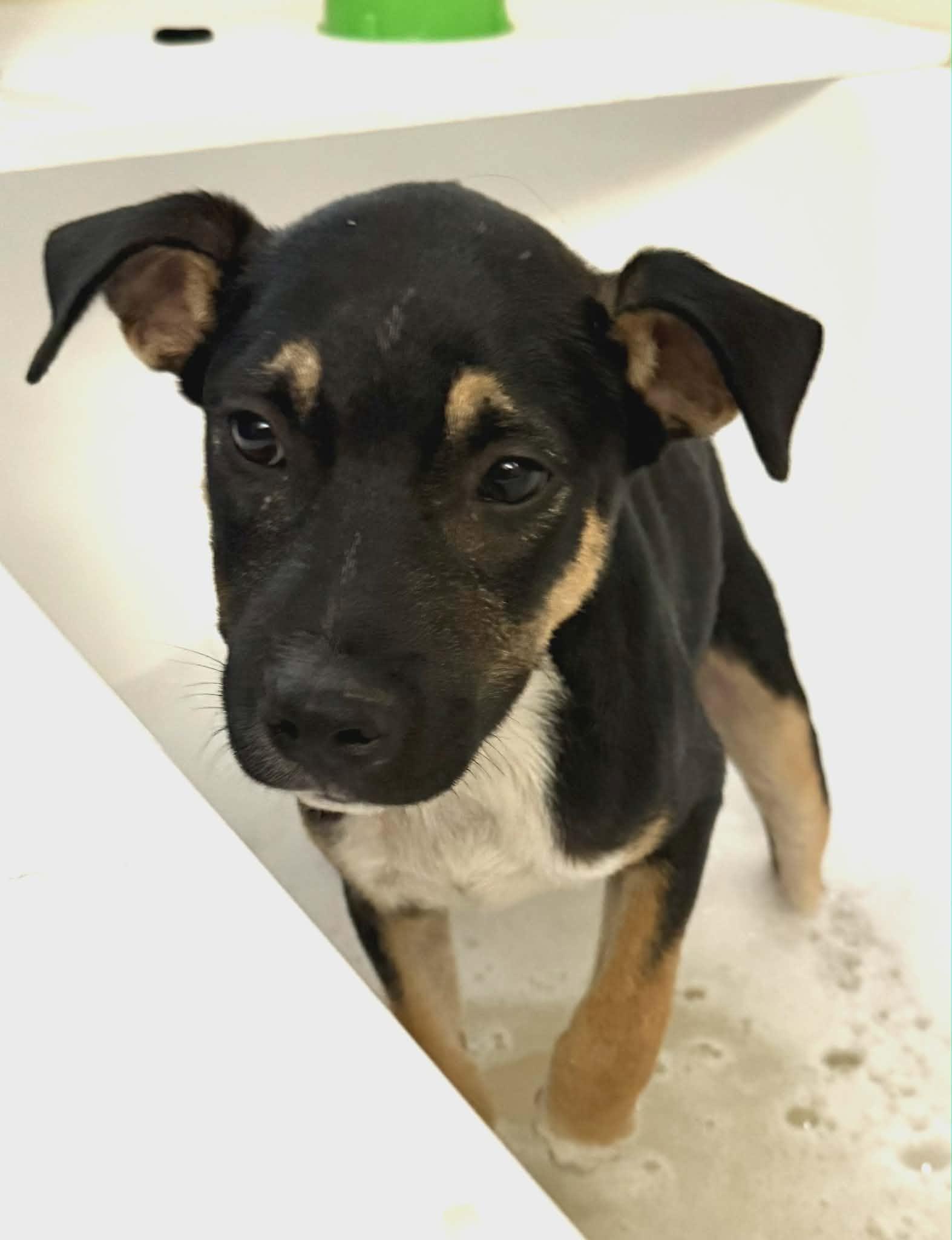 Enlarge Ajay, a ADOPTABLE Mixed Breed in Northwood, NH image 3/3
