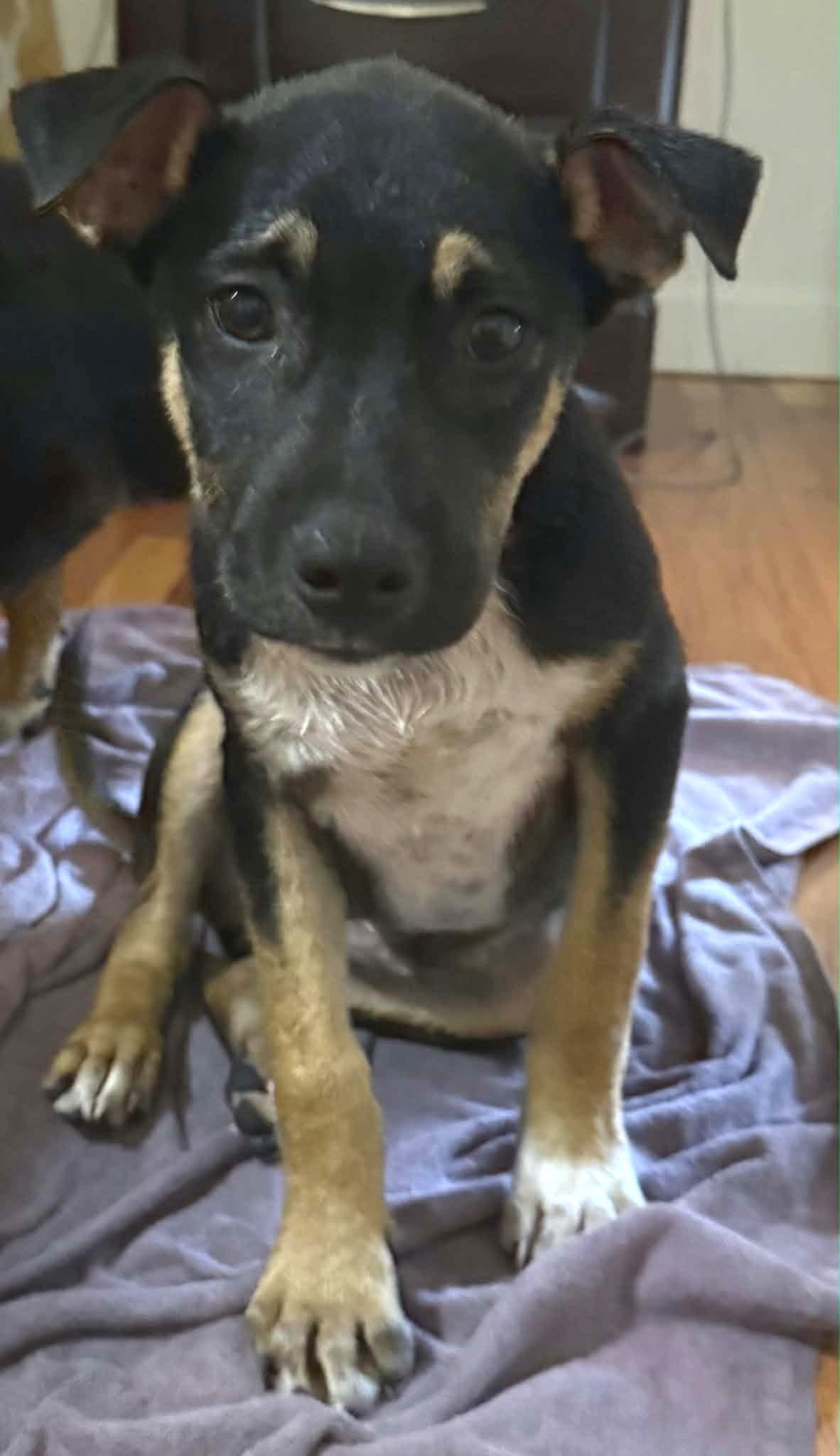 Enlarge Ajay, a ADOPTABLE Mixed Breed in Northwood, NH image 1/3