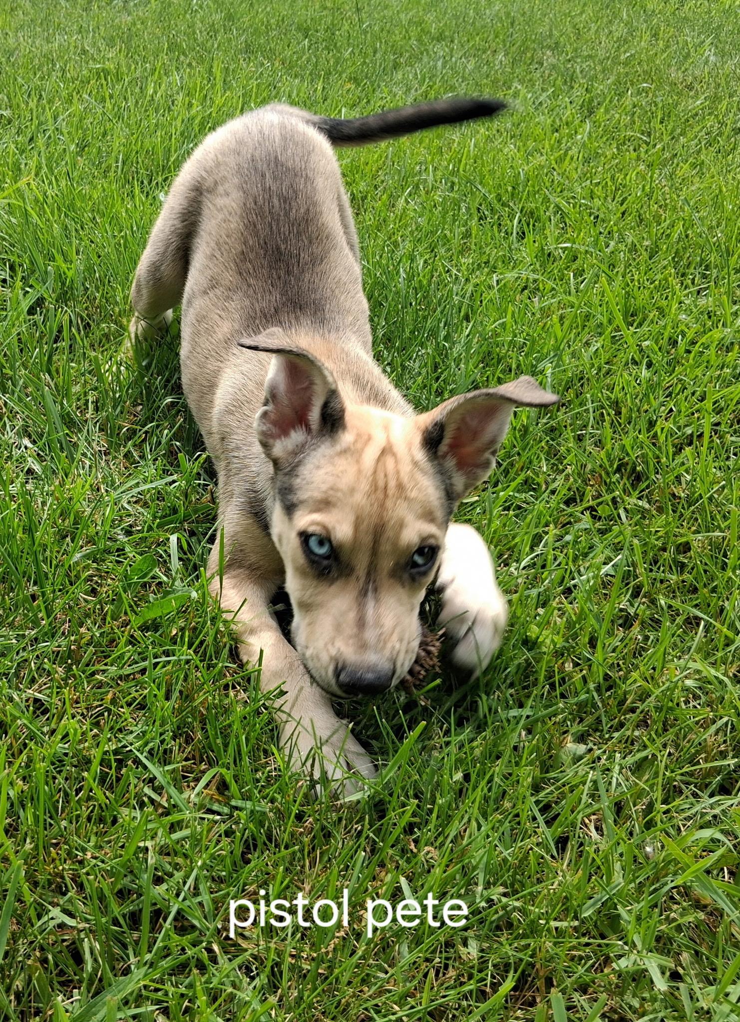 Pistol Pete, adopted, Puppy Male Pit Bull Terrier & Husky.
