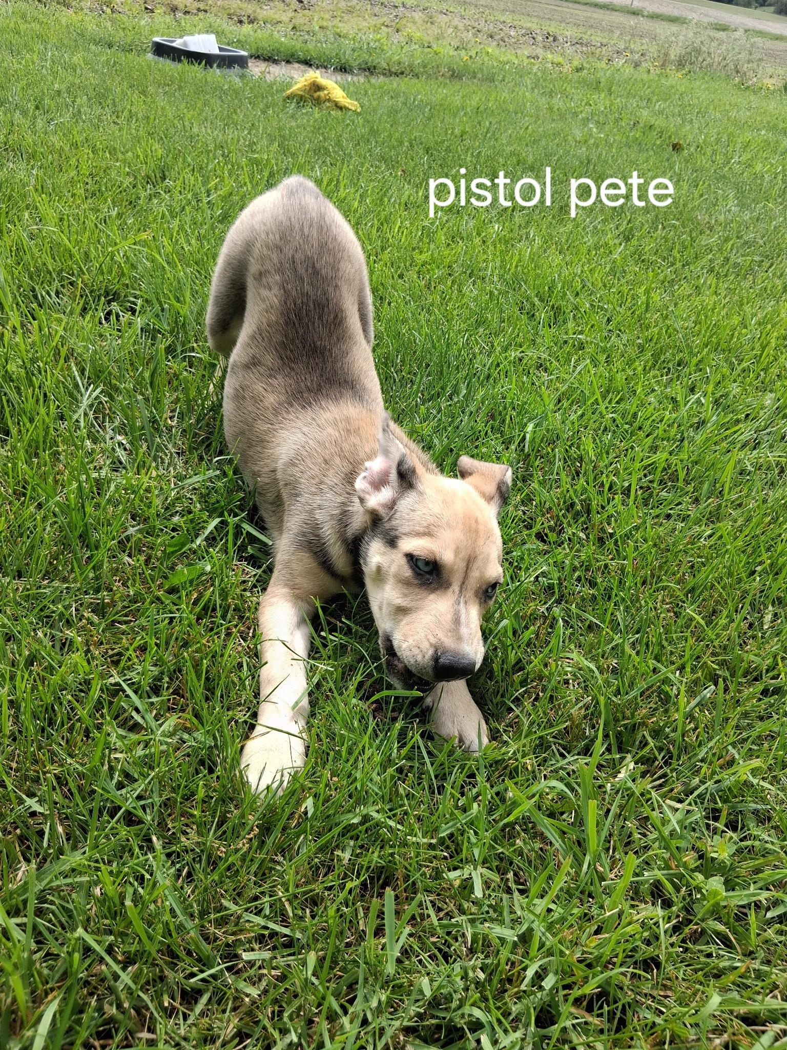 Pistol Pete, an adopted mixed breed in Urbana, OH image 2/2
