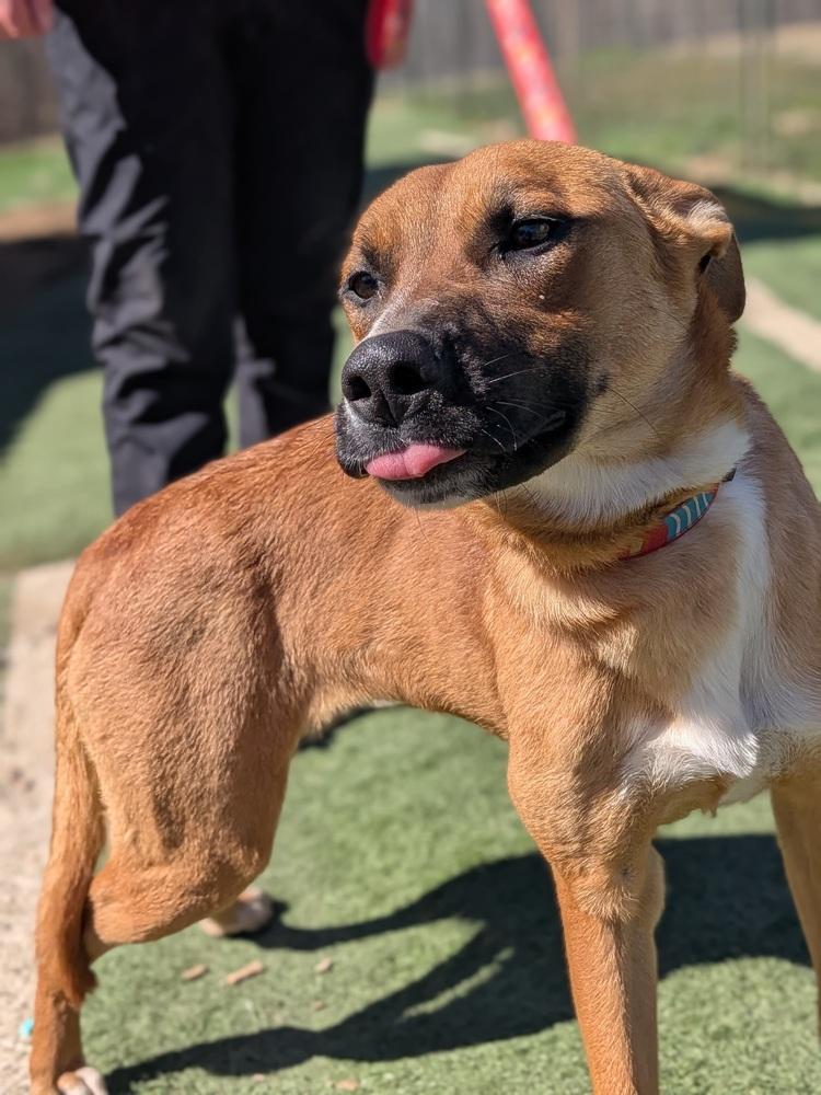 Gecko, Adoptable, Puppy Female Belgian Shepherd / Malinois.