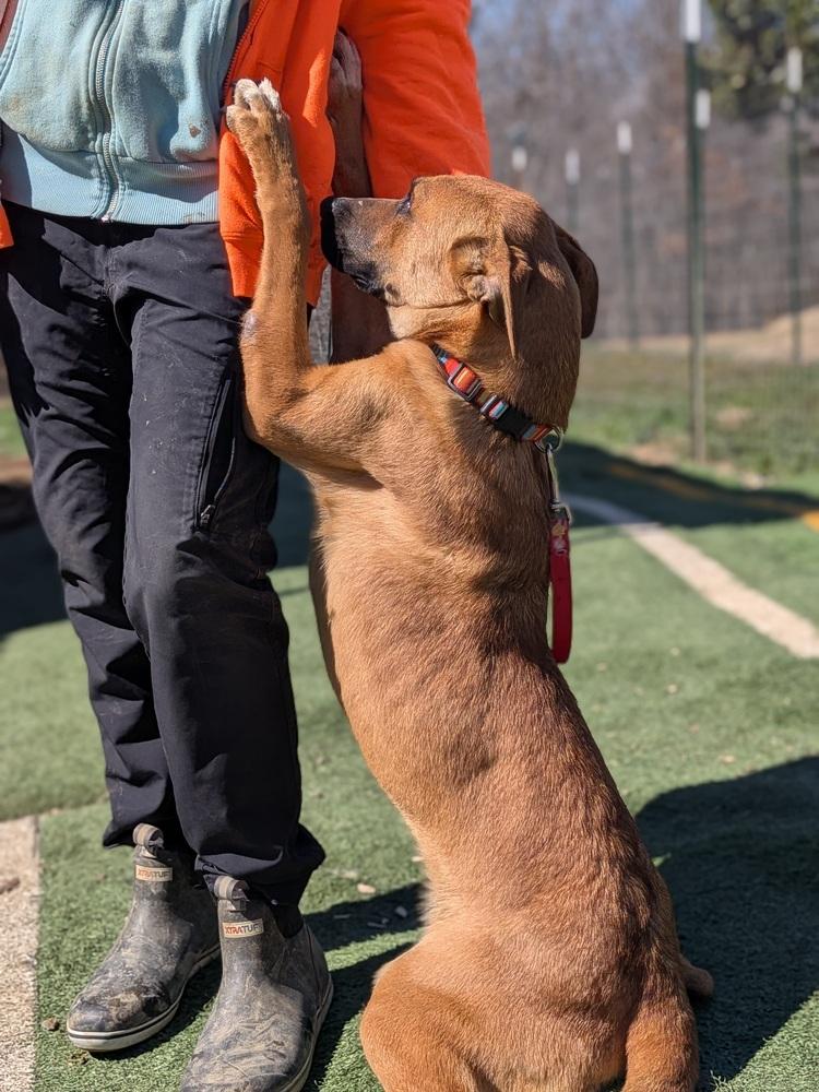 Enlarge Gecko, a Adoptable mixed breed in Statesville, NC image 2/6