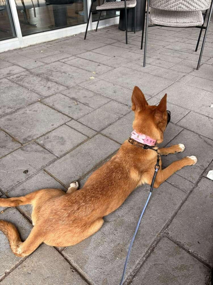 Gecko, Adoptable, Puppy Female Belgian Shepherd / Malinois.