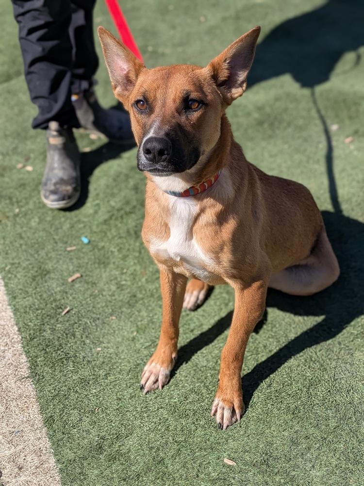 Enlarge Gecko, a Adoptable mixed breed in Statesville, NC image 4/6