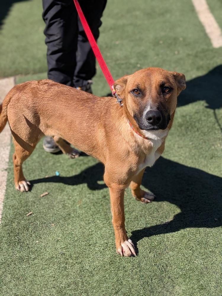 Enlarge Gecko, a Adoptable mixed breed in Statesville, NC image 5/6