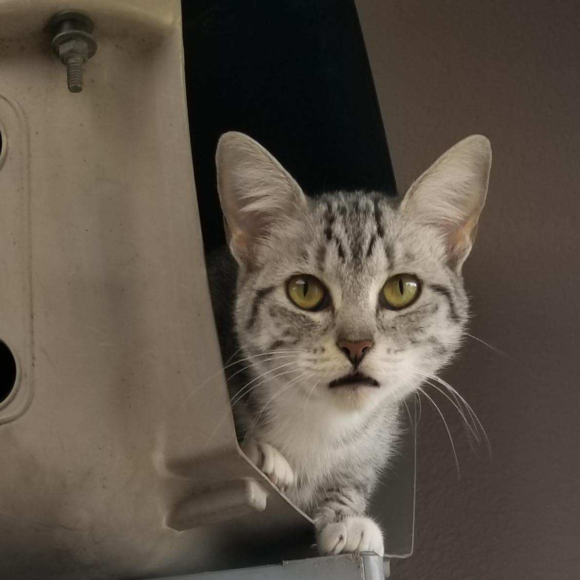 Artemus