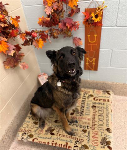 BUBBLE GUM, Adoptable, Adult Female Dutch Shepherd & Mixed Breed.