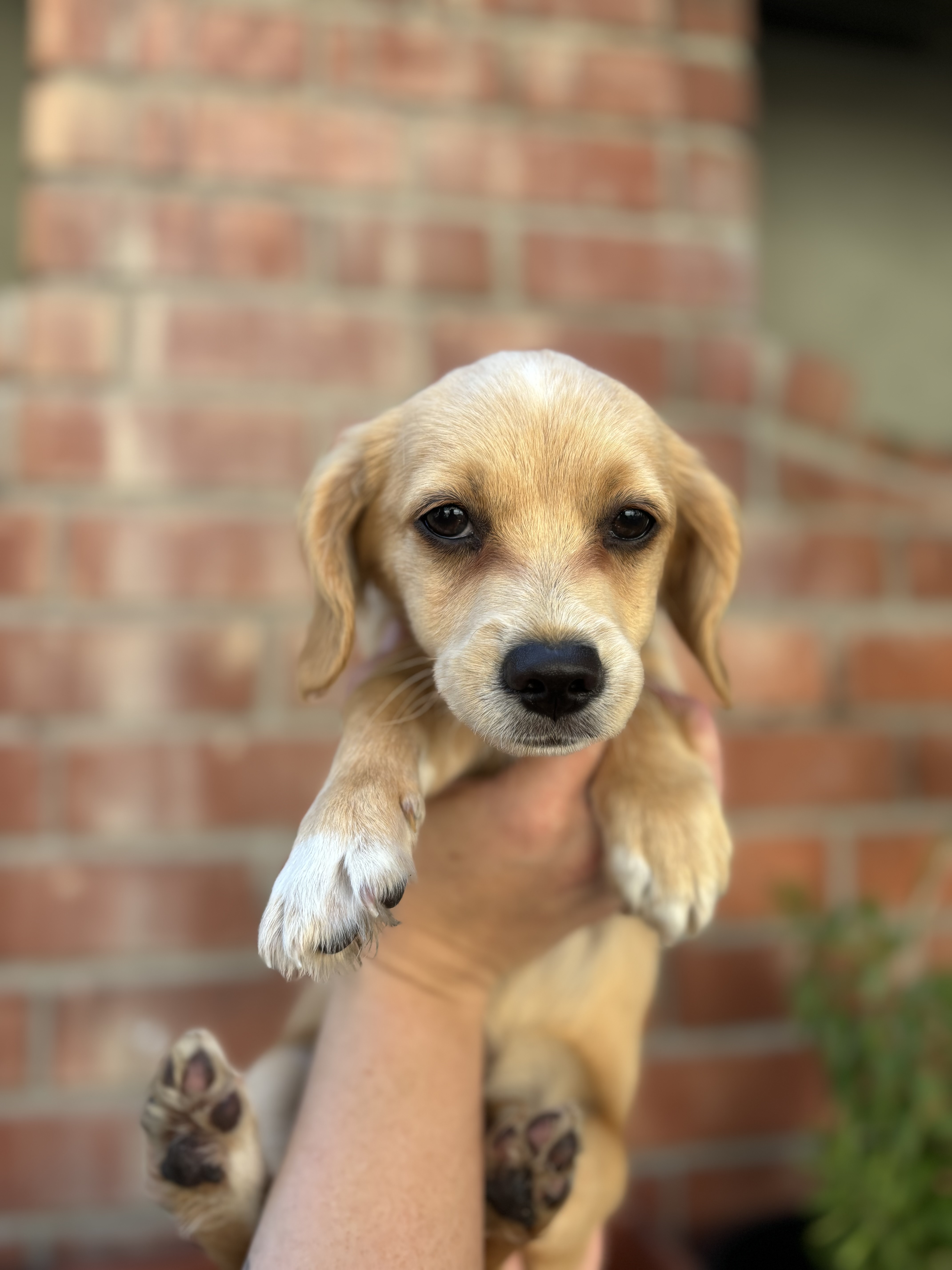 Enlarge Beignet, a Adopted mixed breed in Corona, CA image 1/3