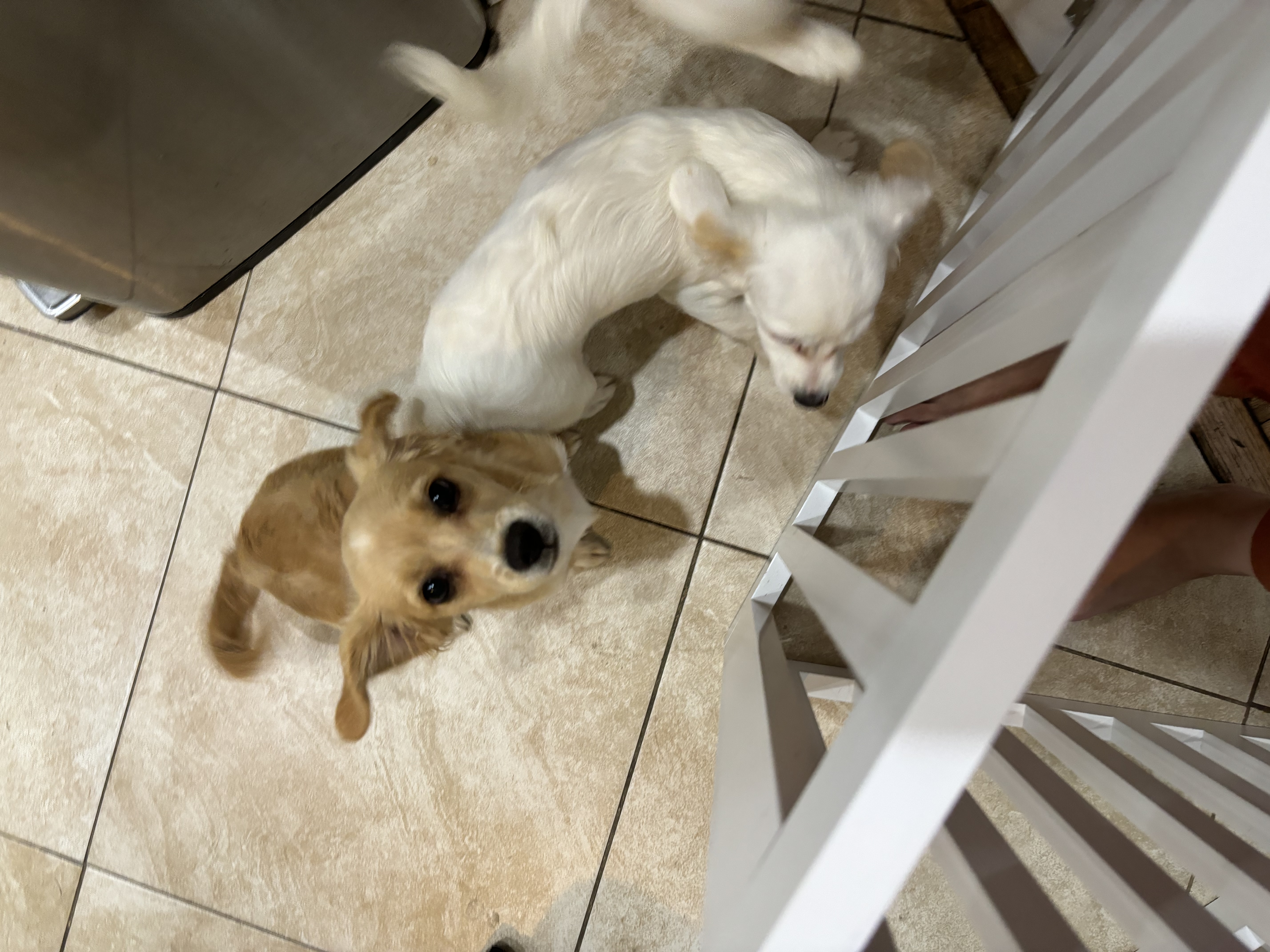 Enlarge Beignet, a Adopted mixed breed in Corona, CA image 2/3