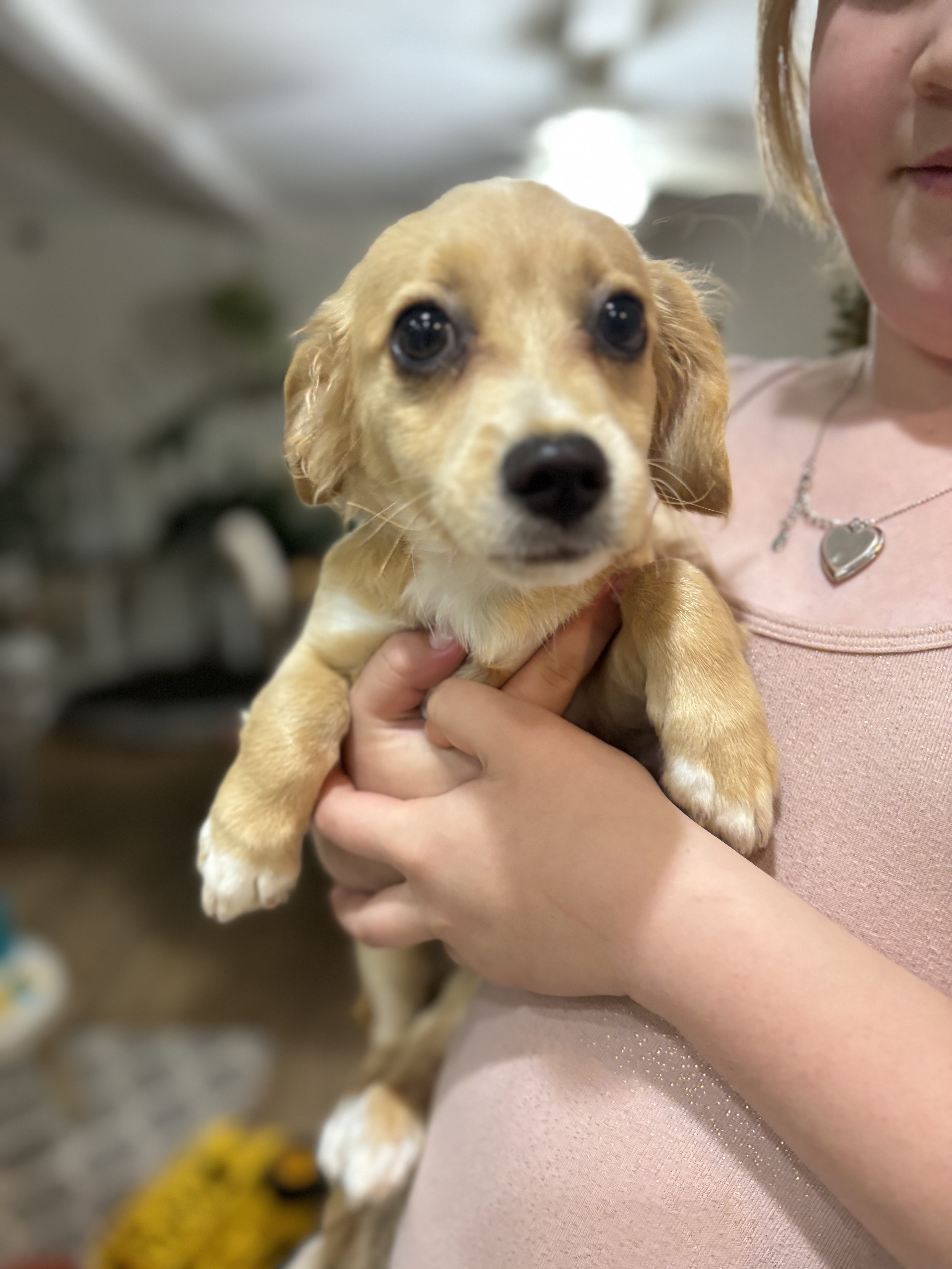 Enlarge Beignet, a Adopted mixed breed in Corona, CA image 3/3
