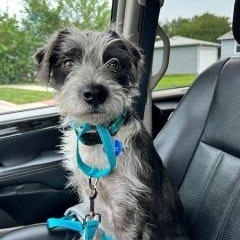 Enlarge Benji, a Adoptable mixed breed in Schaumburg, IL image 2/5