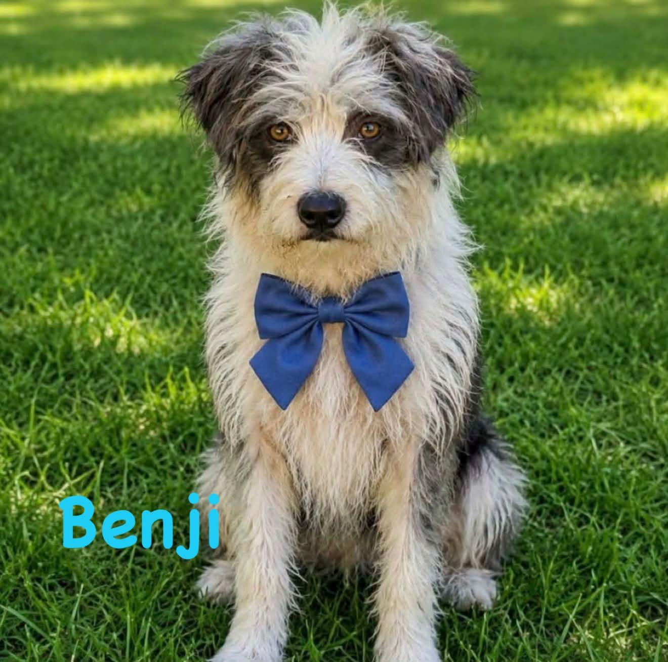 Enlarge Benji, a Adoptable mixed breed in Schaumburg, IL image 5/5