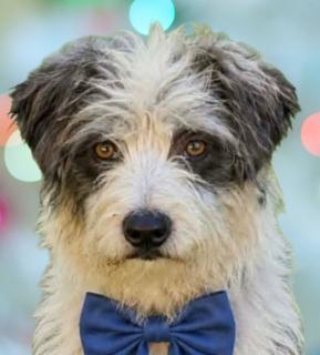 Benji, Adoptable, Young Male Terrier.