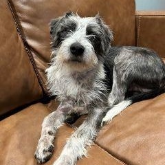 Enlarge Benji, a Adoptable mixed breed in Schaumburg, IL image 3/5