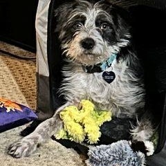 Enlarge Benji, a Adoptable mixed breed in Schaumburg, IL image 4/5
