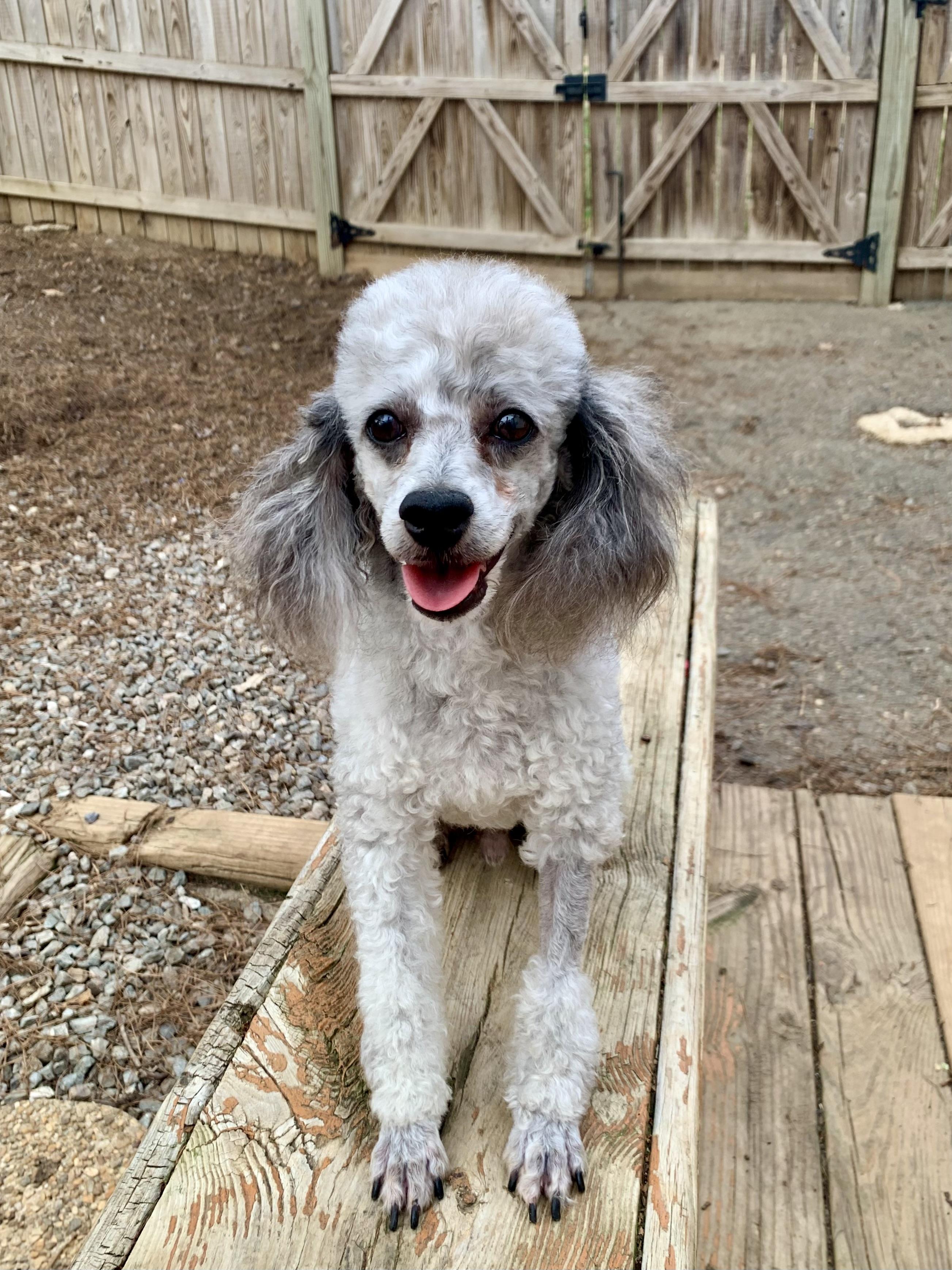 Enlarge Petey , a ADOPTABLE Miniature Poodle in Richmond, VA image 3/5