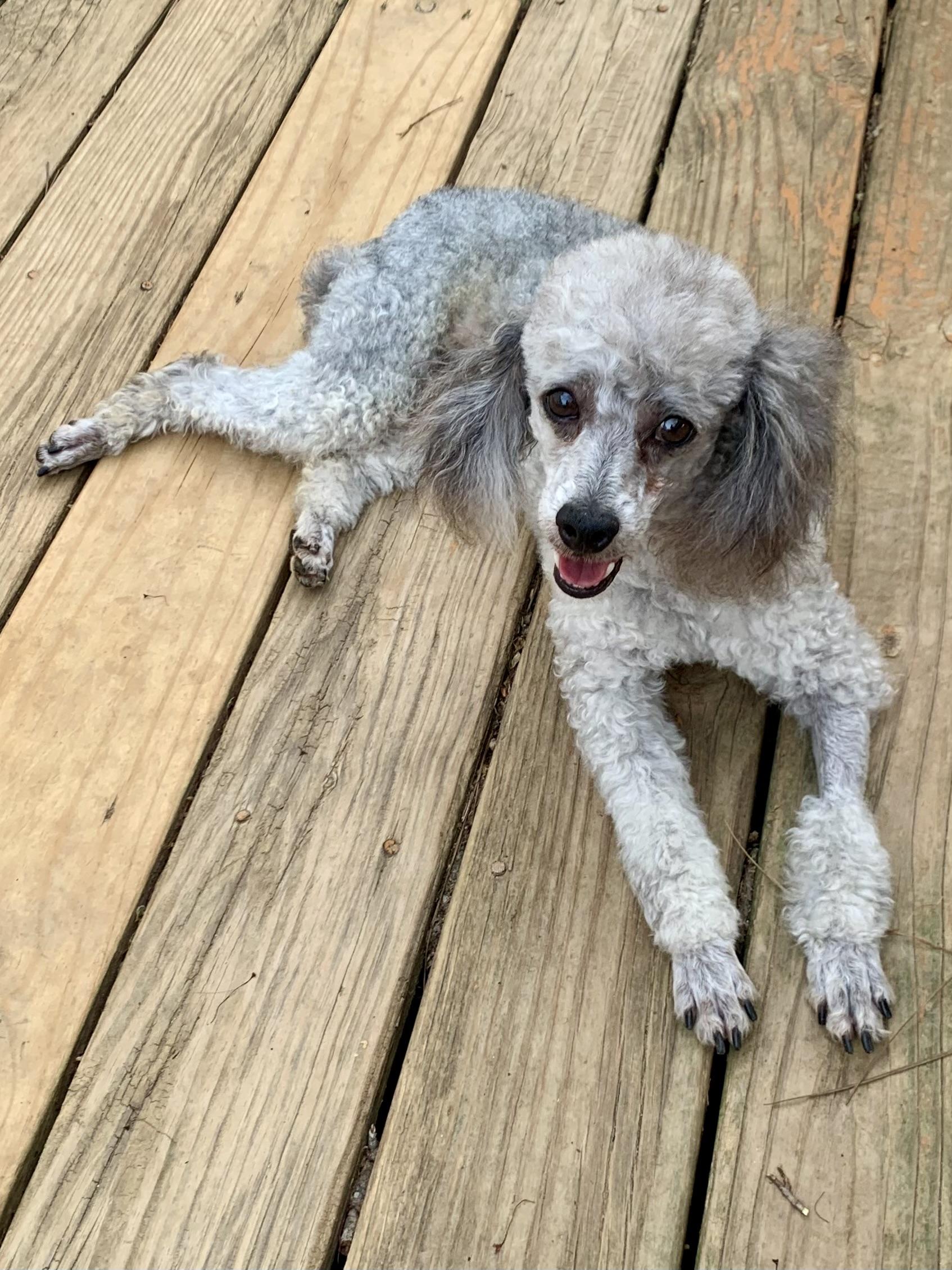 Enlarge Petey , a ADOPTABLE Miniature Poodle in Richmond, VA image 1/5