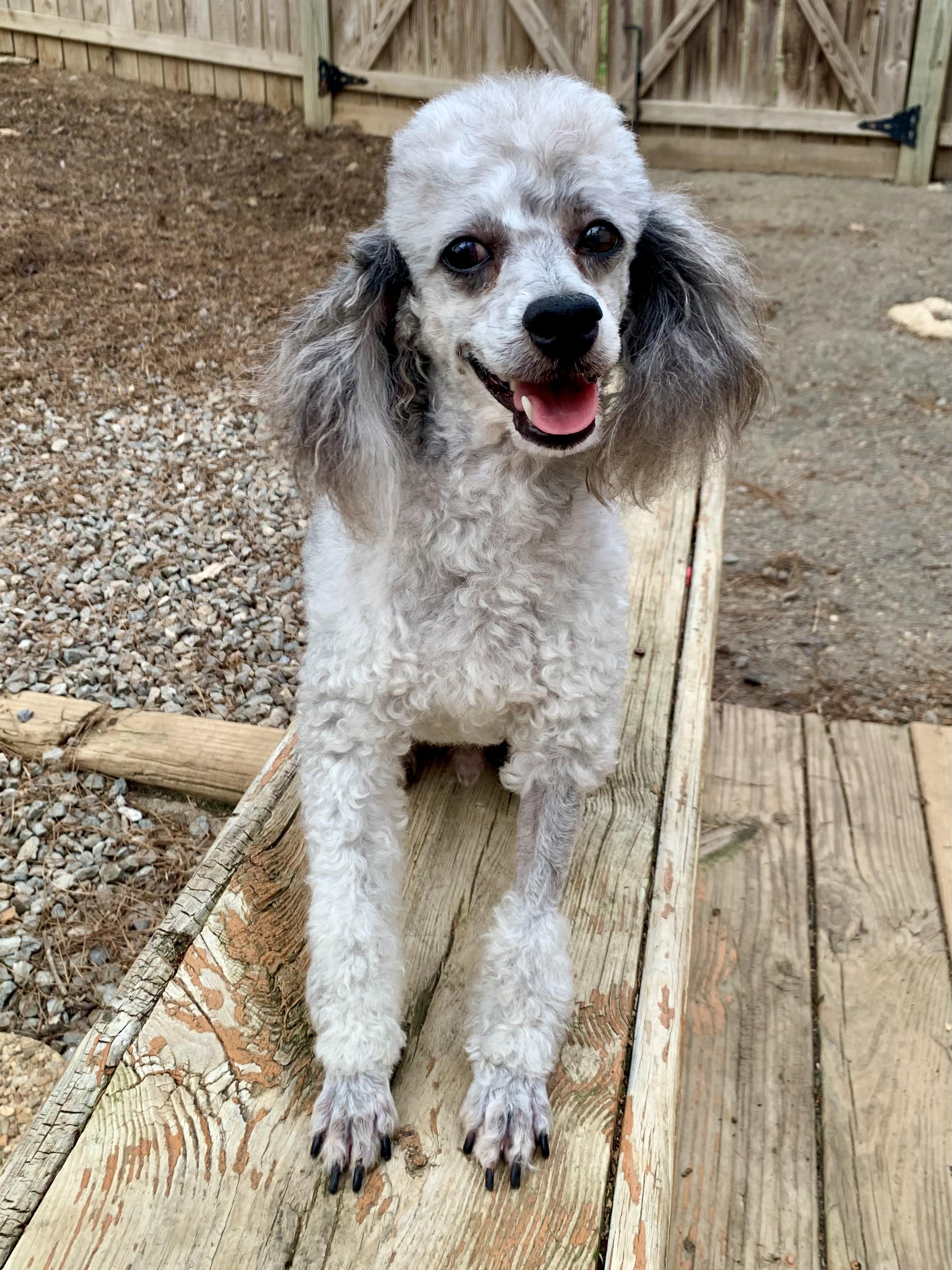 Enlarge Petey , a ADOPTABLE Miniature Poodle in Richmond, VA image 2/5