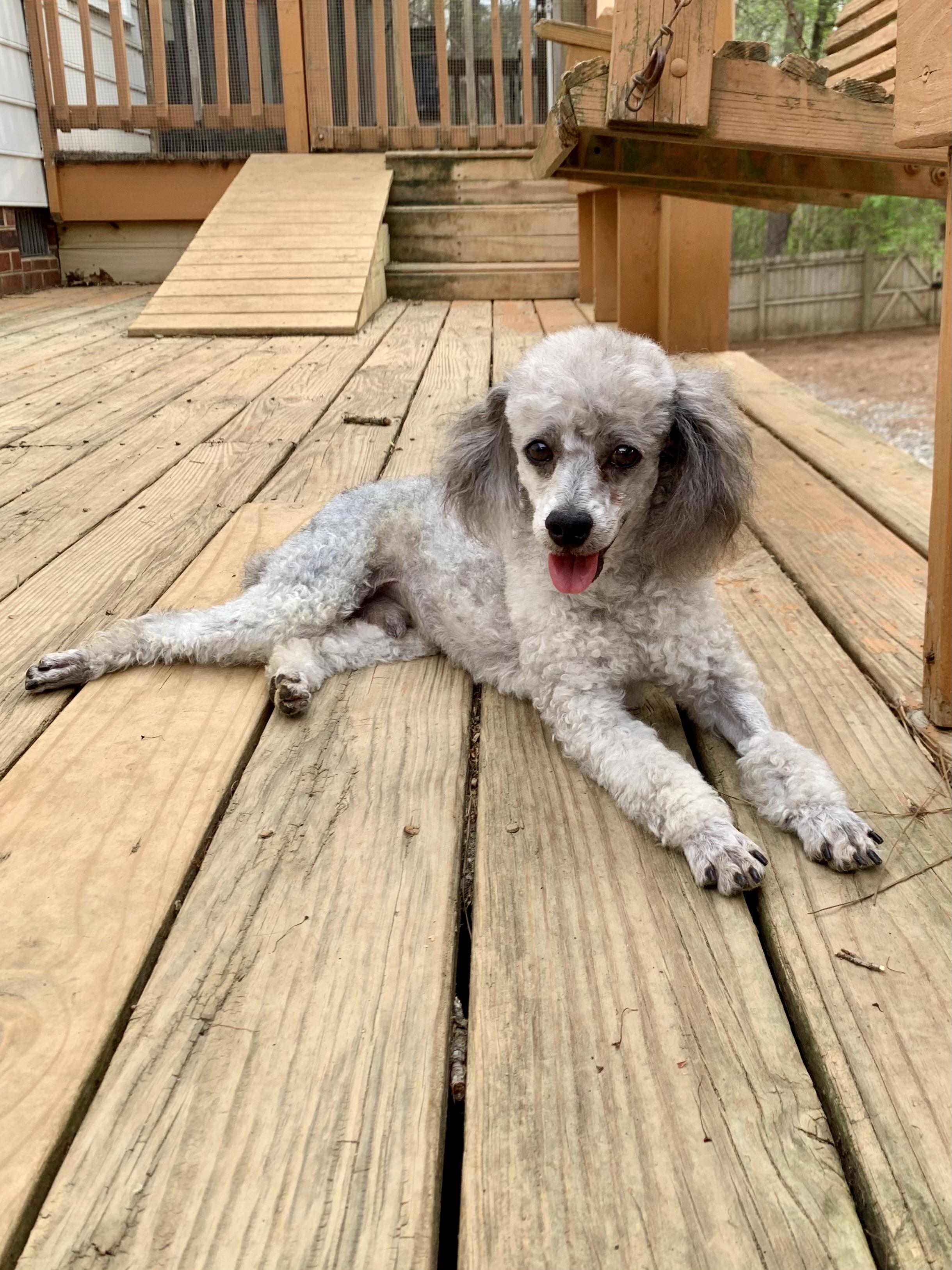 Enlarge Petey , a ADOPTABLE Miniature Poodle in Richmond, VA image 4/5