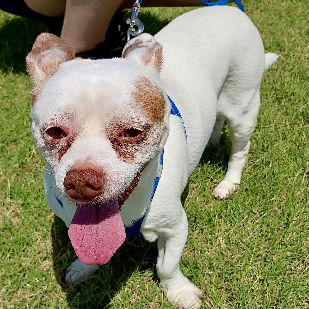 Dougie - Infectious SMILE, an adopted mixed breed in Tulsa, OK image 4/5