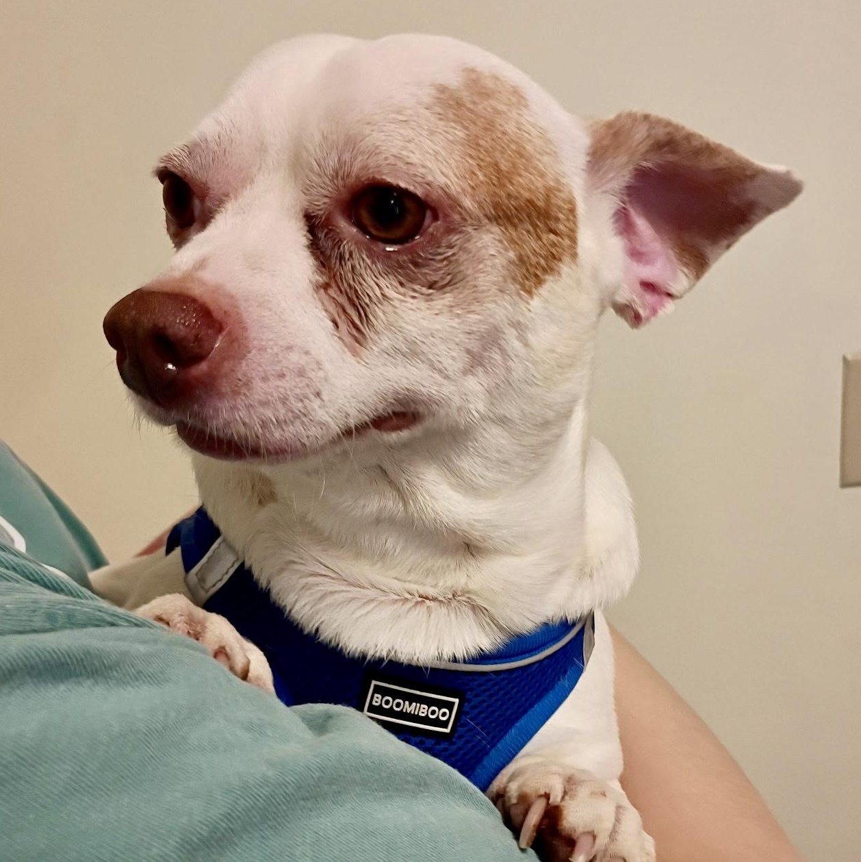 Dougie - Infectious SMILE, an adopted mixed breed in Tulsa, OK image 3/5