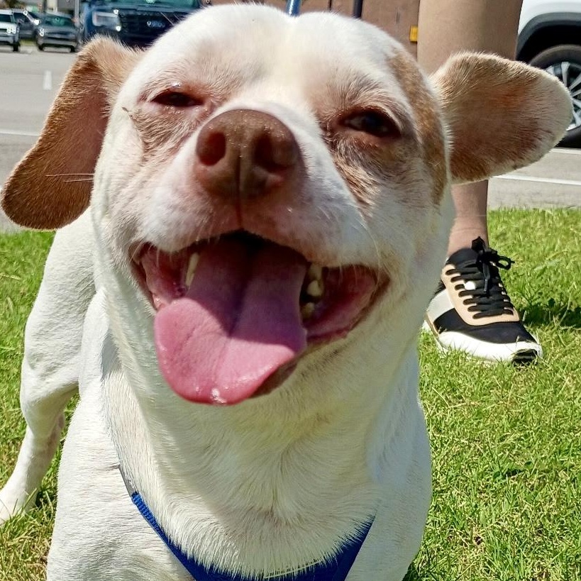 Dougie - Infectious SMILE, adopted, Young Male Chihuahua.