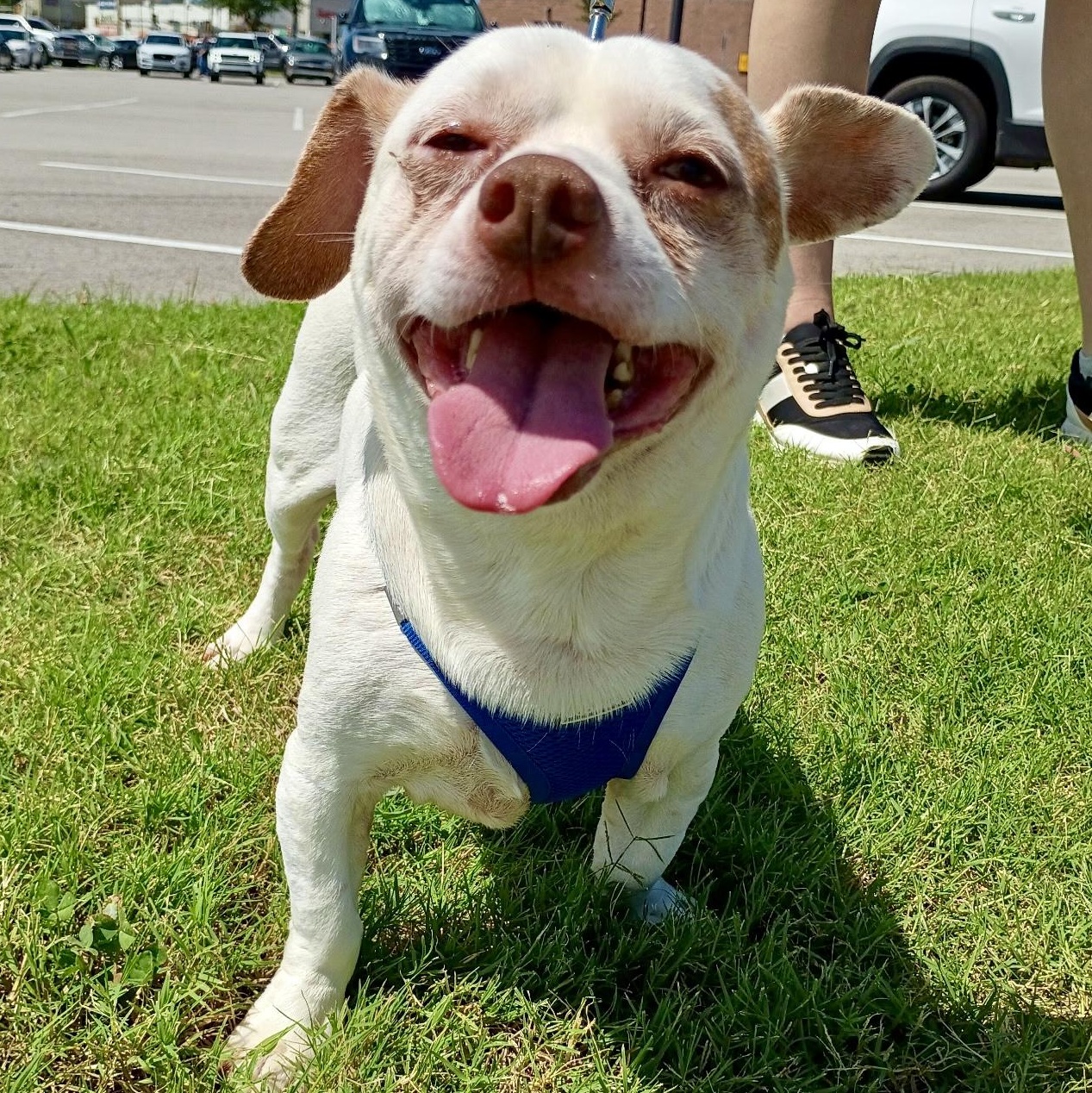 Dougie - Infectious SMILE, an adopted mixed breed in Tulsa, OK image 5/5