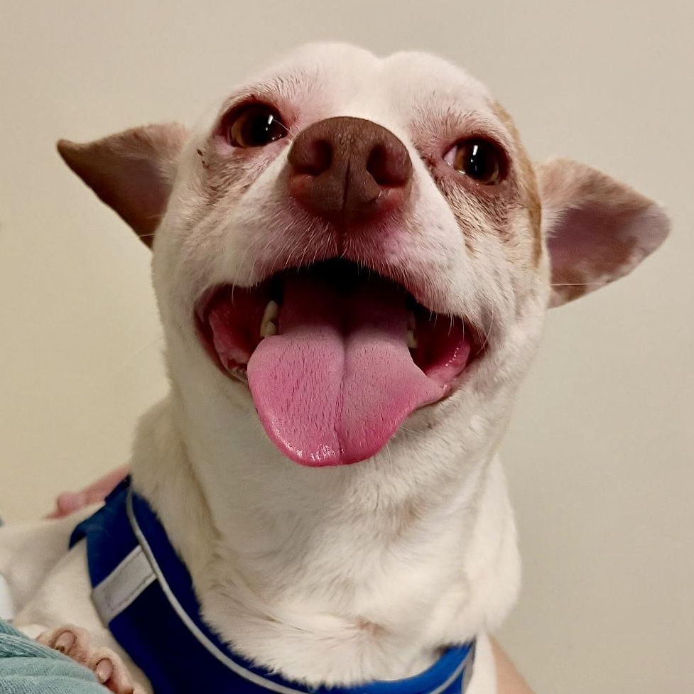 Dougie - Infectious SMILE, an adopted mixed breed in Tulsa, OK image 2/5