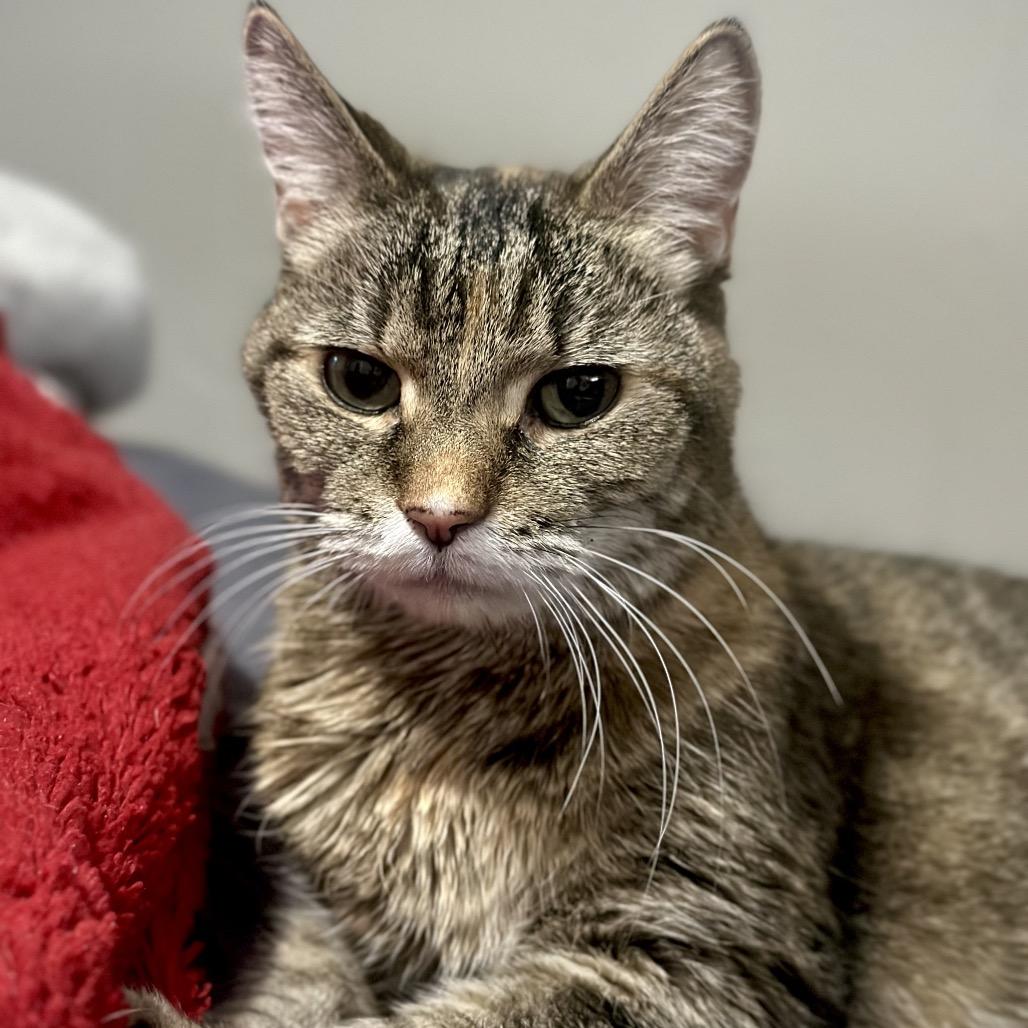 Sammy, Adoptable, Senior Female Domestic Short Hair.