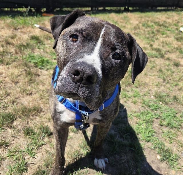 Enlarge BRUNO, a Adoptable Pit Bull Terrier in Centerville, MA image 1/1