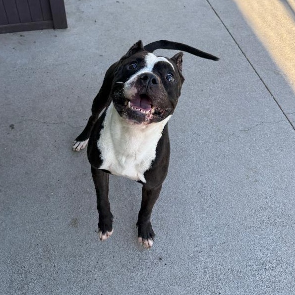 Enlarge Chug, a ADOPTABLE mixed breed in Ulysses, KS image 3/3