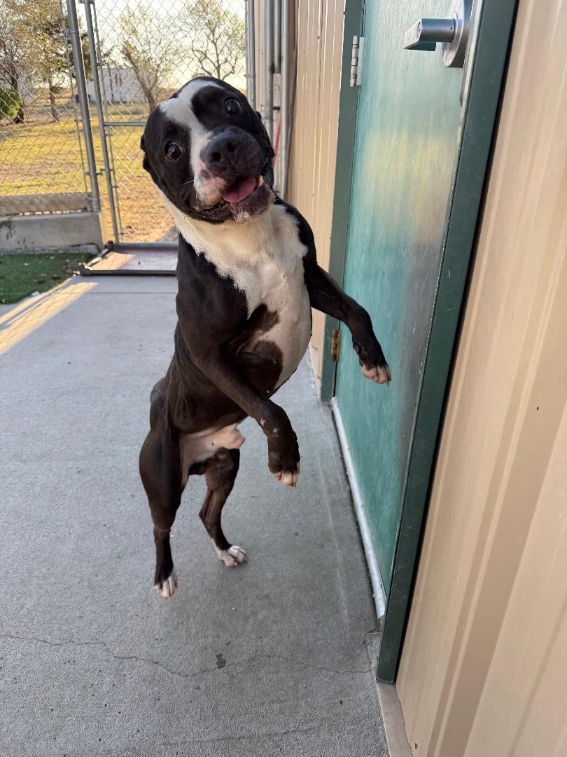 Enlarge Chug, a ADOPTABLE mixed breed in Ulysses, KS image 1/3