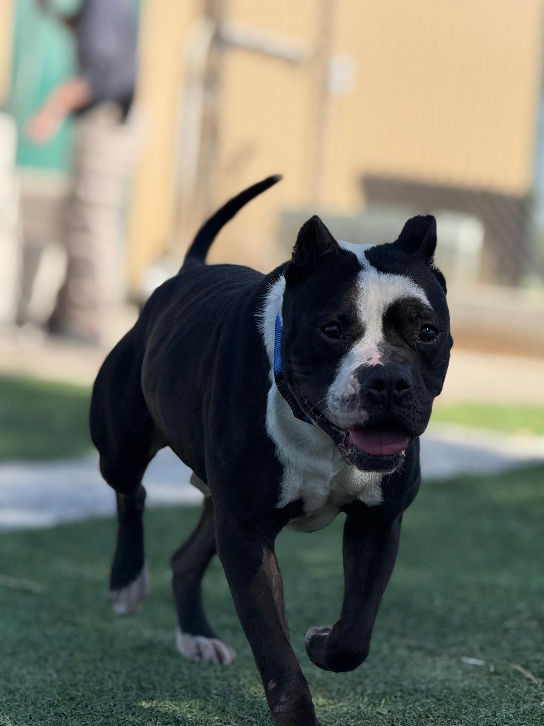 Enlarge Chug, a ADOPTABLE mixed breed in Ulysses, KS image 1/5