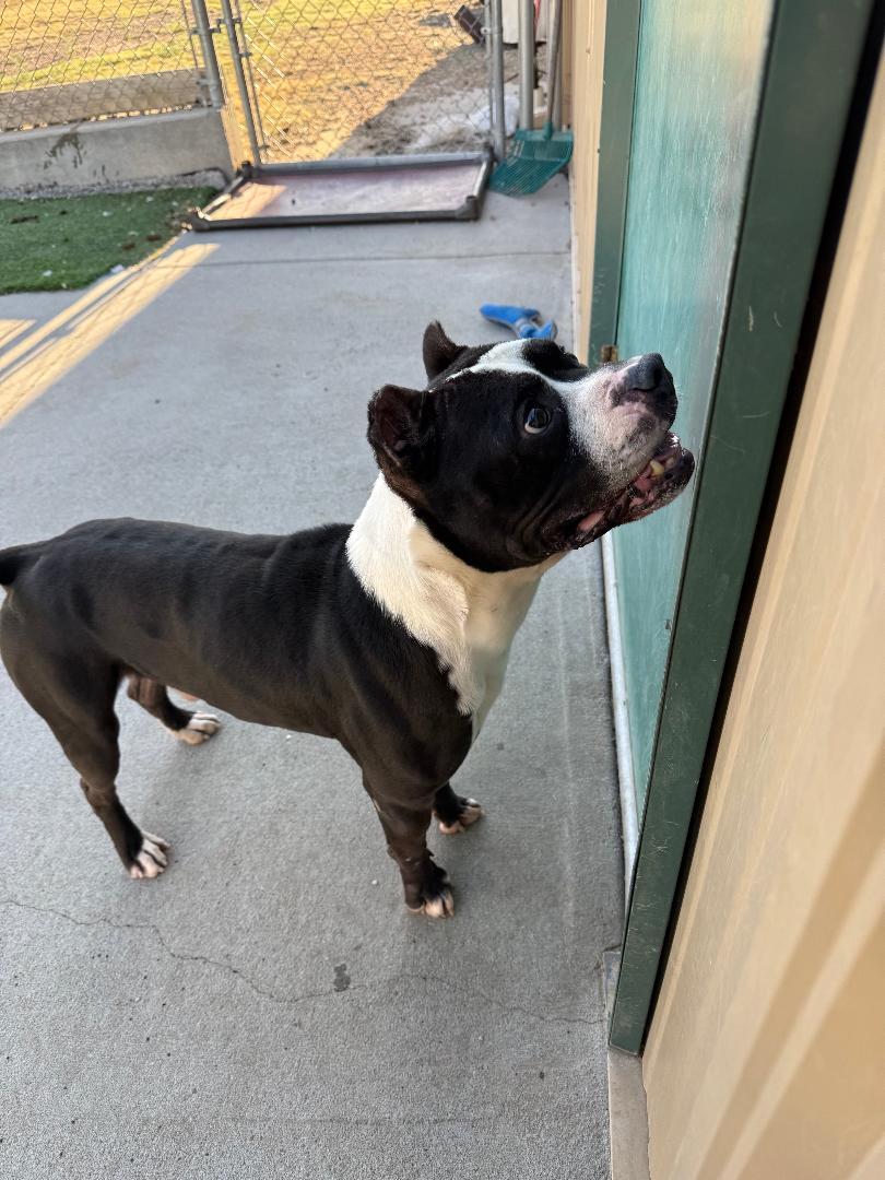 Enlarge Chug, a ADOPTABLE mixed breed in Ulysses, KS image 2/3