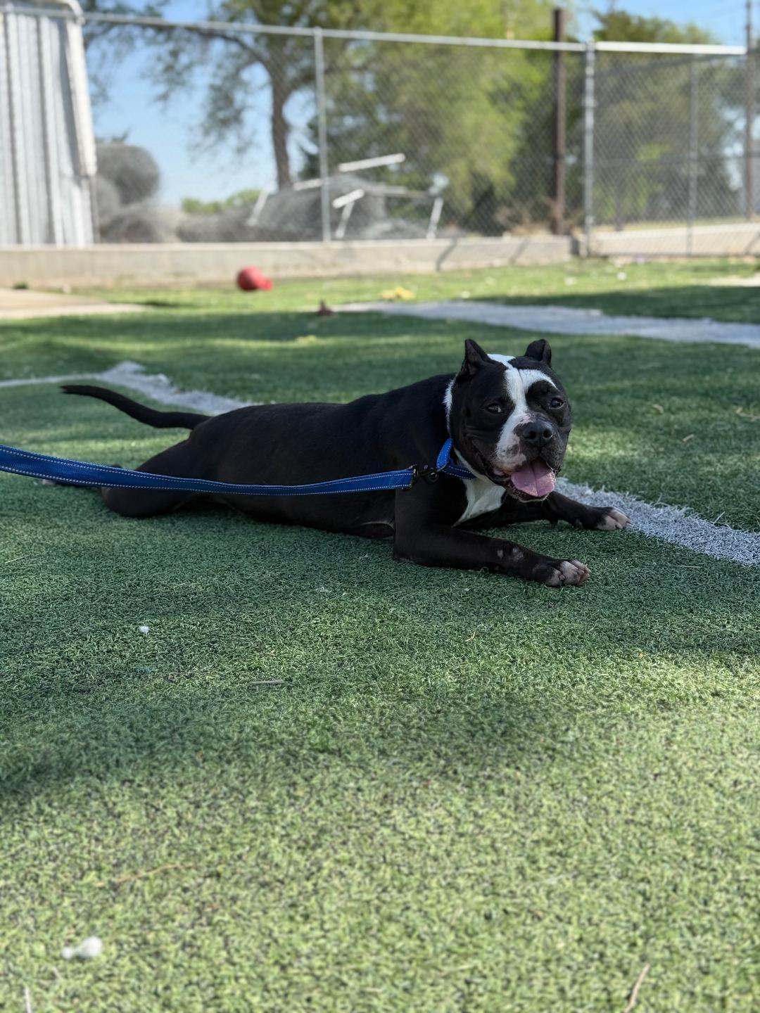 Enlarge Chug, a ADOPTABLE mixed breed in Ulysses, KS image 5/5
