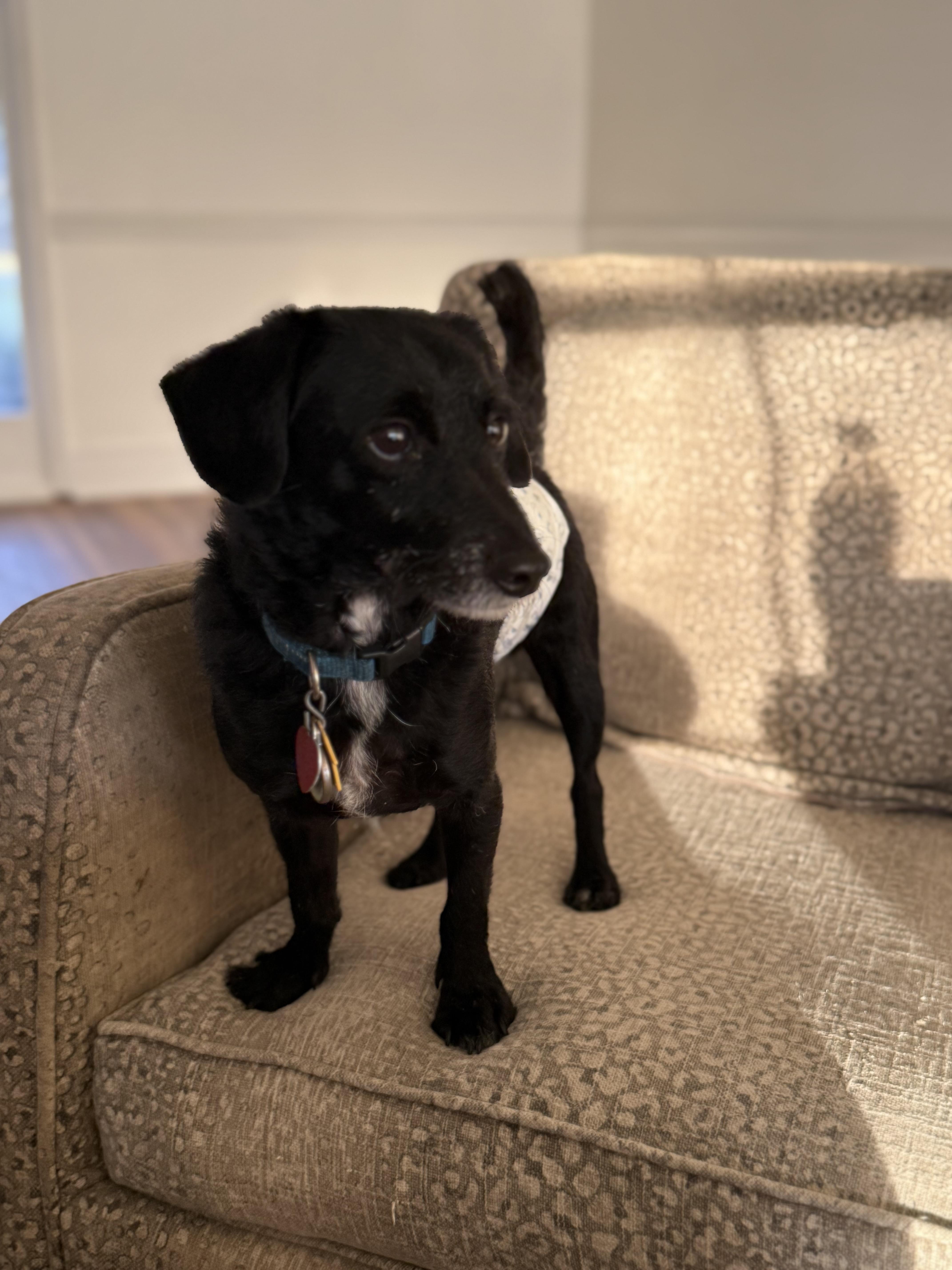 Mickey, a Adoptable mixed breed in Leesburg, GA image 1/3