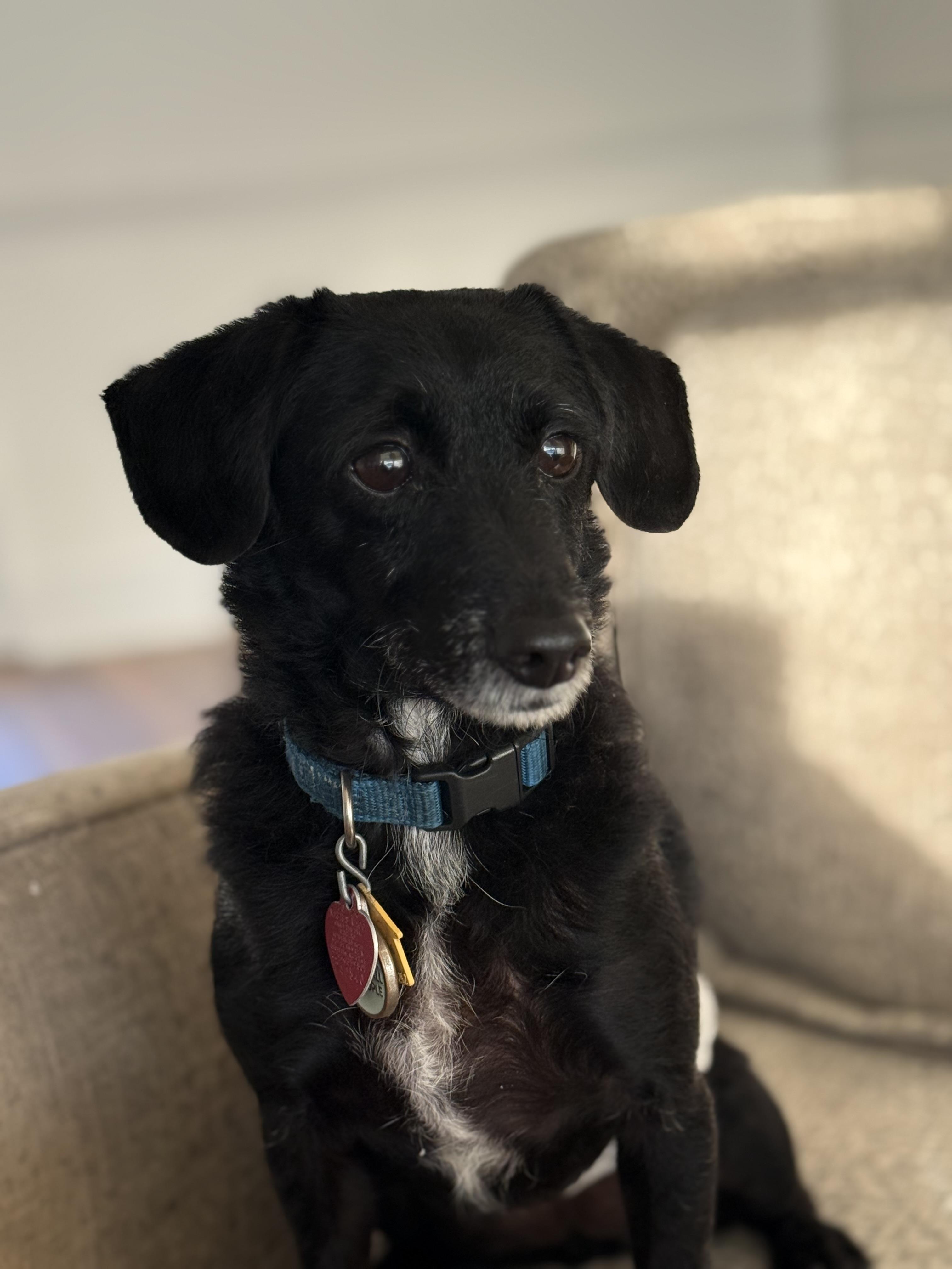 Mickey, a Adoptable mixed breed in Leesburg, GA image 2/3