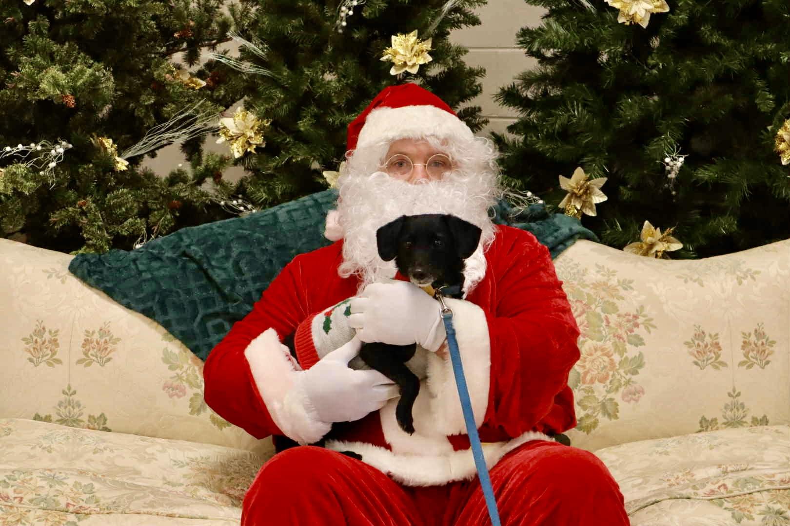 Mickey, a Adoptable mixed breed in Leesburg, GA image 3/3